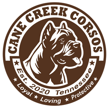 Cane Creek Corsos — loyal, loving, protective